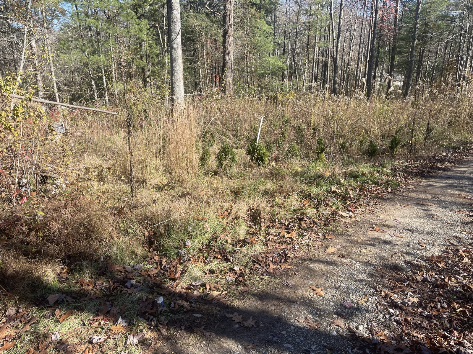 A raw, wooded lot before any site work